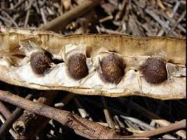 Moringa Seeds