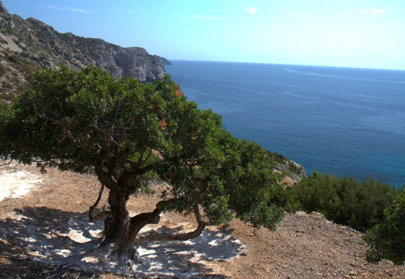 The Mastiha Tree