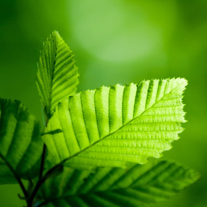 Leaf-green_bill