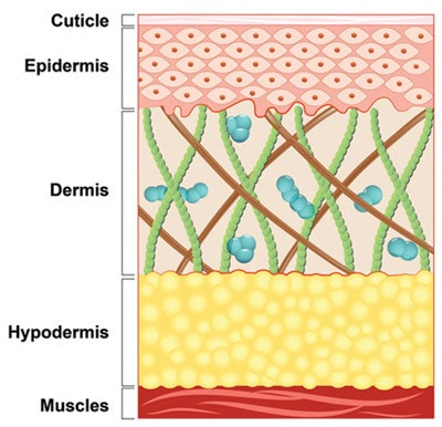 Beneath the cuticle is the epidermis. It contains living skin cells, which are created by the basal or innermost layer of the epidermis. Under the epidermis is the dermis, which is where collagen and elastin, among other things, are made—which we all know provide the structural support and elastic nature of skin. Even deeper is the hypodermis, also known as the fat layer, which is important for maintaining facial skin volume.