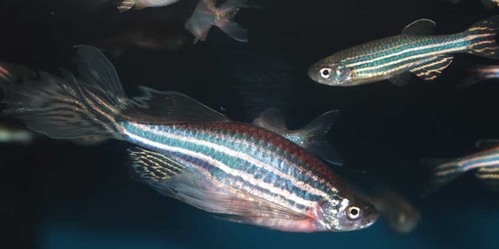 zebrafish_425