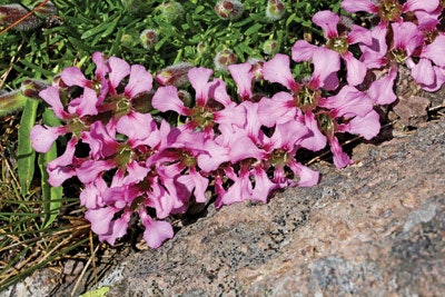 Another Alpine extremophile is Saponaria pumila. This flower survived the last Ice Age by growing on ice-free mountain peaks, known as Nunataks. The survival instincts of this plant are preserved in its stem cells, which are prepared in liposomes for applications in skin care.