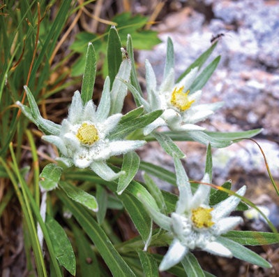 The white edelweiss or Leontopodium alpinum flower is a national symbol in Austria, Switzerland and other countries in the Alps. It grows at high altitudes (6,000-10,000 ft), mostly in limestone where UV exposure is high and temperatures are very cold. This makes edelweiss an expert at protection, and it can bring some of that expertise to the skin.