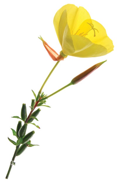 In acne, abnormal keratinization of follicles is one of the first steps in comedone formation, which suggests an impaired skin barrier.12 Seasonal changes in acne treatments and skin care recommendations are important in the spa. Teenage boys, with and without acne, were monitored over the course of one year month by month. Sebum production [skin oiliness] was lowest in the winter and highest in the autumn. Skin barrier disruption was high across all seasons. Evidence for seasonality, with lower lipid production and reduced barrier function during the winter calls for a considerate approach when using plant oils topically in skin prone to acne.13