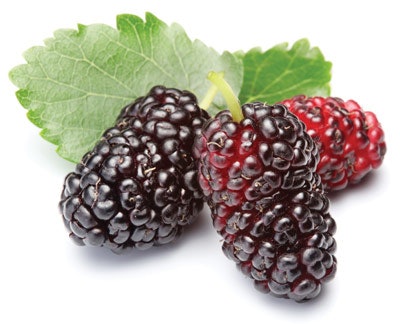 Mulberry. This potent antioxidant is an anti-inflammatory agent that inhibits the L-DOPA oxidase activity of tyrosinase. Studies of this ingredient show a 50% reduction in tyrosinase activity following continued daily application.