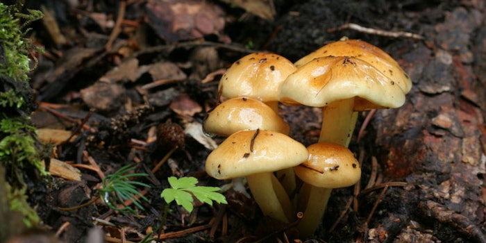 Mushrooms850x425