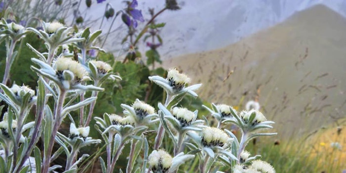 SI1701_JarDecon_dream_26380951_flowers_800_np