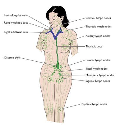 Female+lymphatic+system