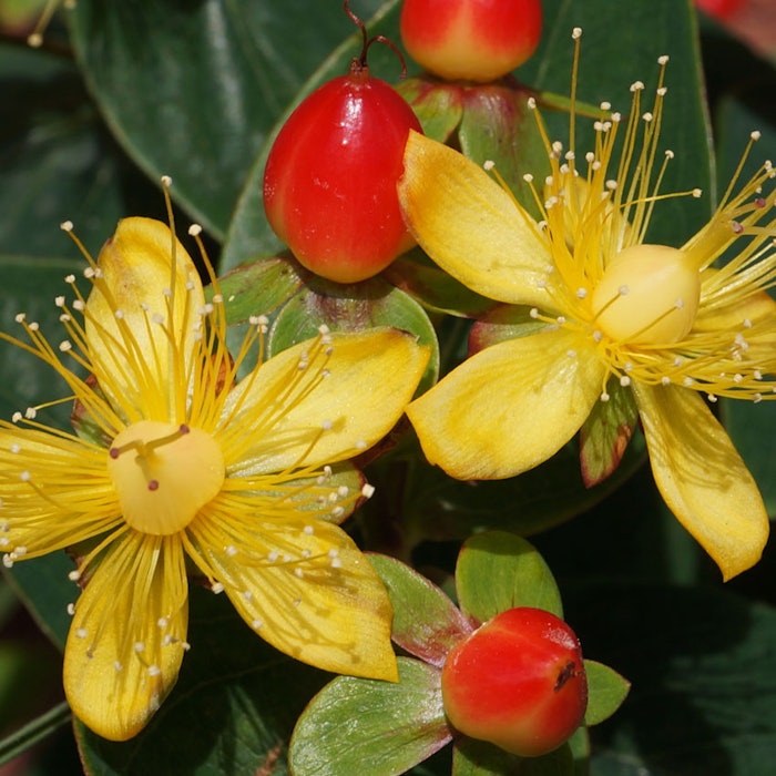 StJohnsWortwBerries850