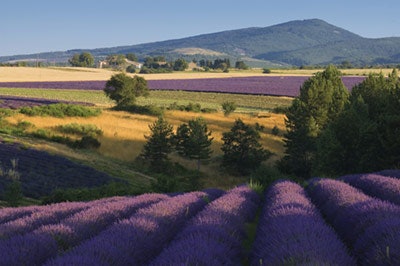 Lavender is from the mint family Lamiaceae. Its name comes from the Latin root lavare, which means “to wash.” With its combination of herbal, soft, sweetly floral and spicy undertones, it is one of the most versatile of all essential oils and the most scientifically studied plants in aromatherapy. There are over 40 species and another 400 varieties of lavender. The most important are: English lavender (Lavendula officinalis, Lavendula angustifolia and Lavendula vera), spike lavender (Lavendula spica) and French lavender (Lavendula stoechas). The major producers are France, Bulgaria, Croatia, Russia and the United States.