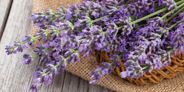 SI1704_Lavendar_dream_43447943_flowersWood_850_np