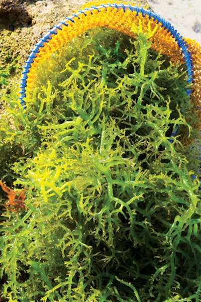 seaweed