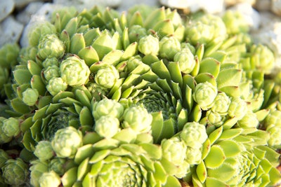 Eminence_Organic_Certified_Farm_Stone_Crop