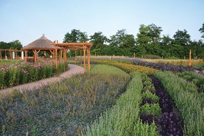 Si1705 Sos Lavender Rows 400