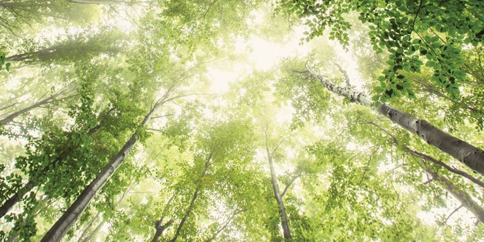 SI1705_Reflections_dream_44578980_trees_850_np