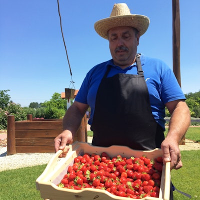 eminence-farm-strawberries