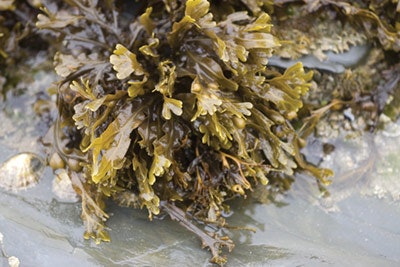 Si1706 Seaweed Dream 1273829 Codium 4002