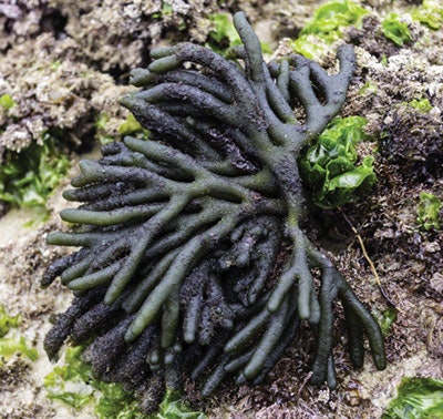 Si1706 Seaweed Dream 28489438 Fucus 400