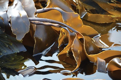 Si1706 Seaweed Dream 32798533 Ldigitata 400