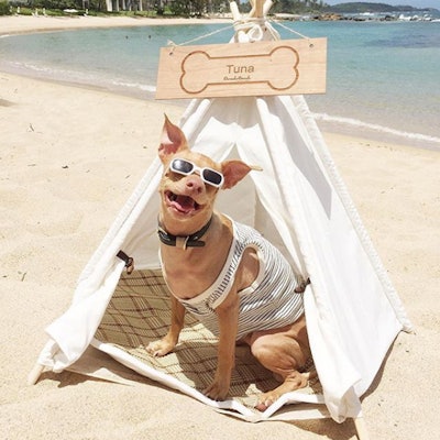 traveling-tuna