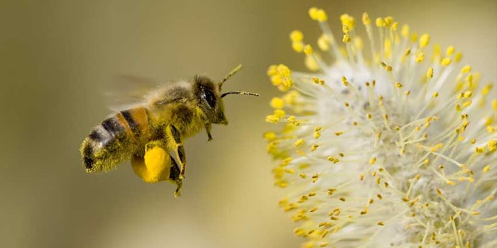 beepollen_425