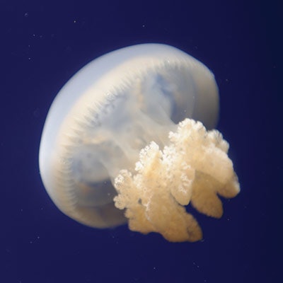 A jellyfish