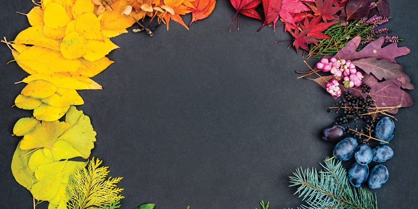 The Beauty of Natural Color | Skin Inc.