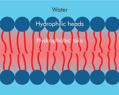 Si1804 Antioxidants Dream 60024553 Illustration 400