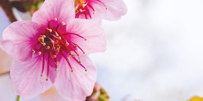 SI1804_jardeco_dreamst_50049987_cherryBlossums_850_np