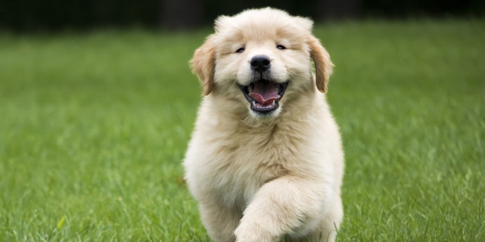 dogwellness_np