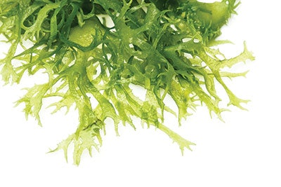 Si2805 Skindiet Dream 26388723 400