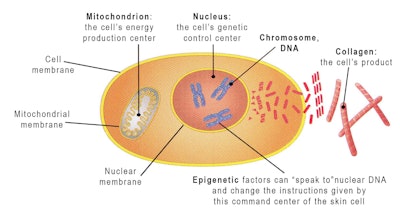 There are detailed molecular reactions via which epigenetic factors modify the commands given by DNA. Descriptions of these processes are beyond the scope of this article, but they include DNA methylation, histone modification, histone variants, chromatin remodeling nanomachines, and regulatory activity of microRNAs.3 These tools of epigenetics are also important in aging processes.4 They explain why the skin of two persons of the same age may visually appear to be of widely different ages and health (see Potential Epigenetic Modifiers). Strong medical evidence from the Albert Einstein College of Medicine on other mammals5 implies that these epigenetic factors can also be used by esthetic professionals to assist their clients in having healthier skin and skin that functions at a younger age than the individual’s actual age.