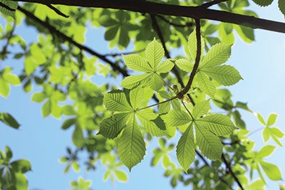 Si1806 Jar Dream 38216153 Leaves 400