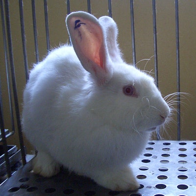 animal-testing