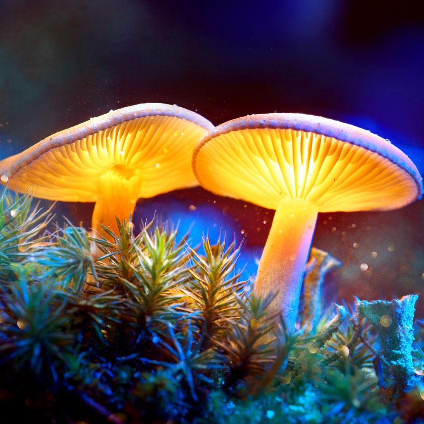 Psychedelic Mushroom Vibrant Digital Art Live Wallpaper  free download