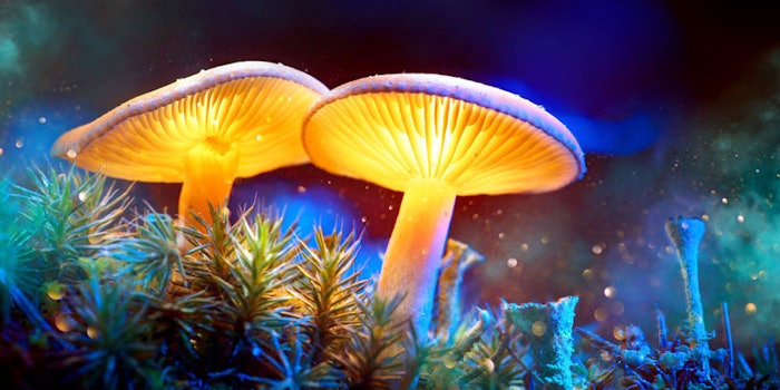 magicmushroomsinspa_np1