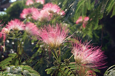 Si1810 Aging Dream 75876342 400