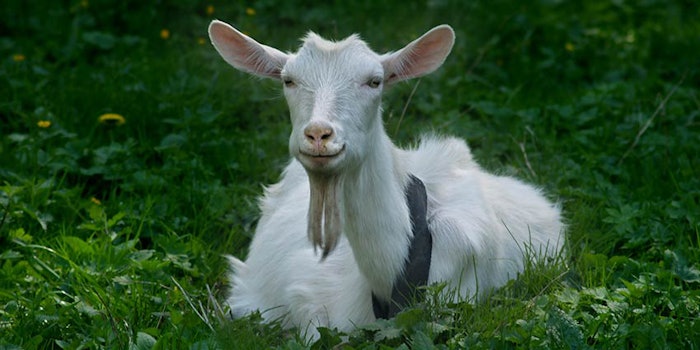 850x425_goatspa