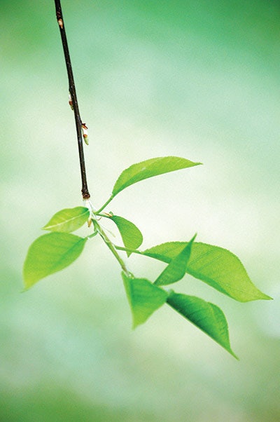 Si1902 Jar Dream 89940540 Green Leaf 400