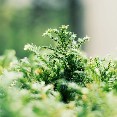 earth-day