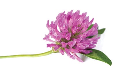 Si1904 Jar Deco Dreamstime 116097689 Red Clover 400