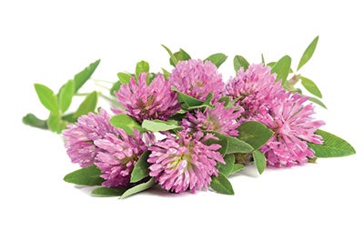 Si1904 Jar Deco Dreamstime 31530790 Red Clovers 400