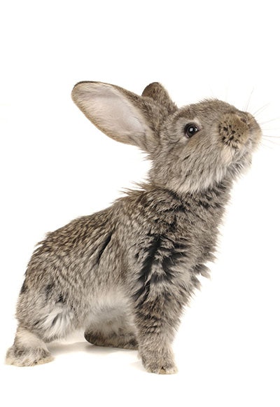 Si1904 Animals Dreamstime 13609697 Little Bunny 400