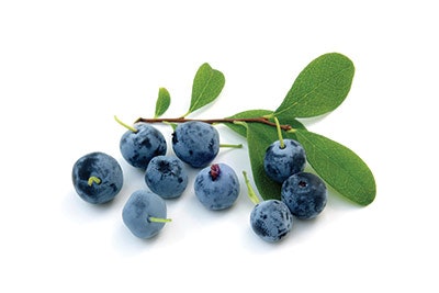 Si1905 Bilberry Dreamstime Xxl 21212762 Bilberry 400