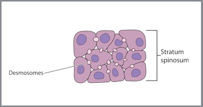 They begin their journey at a certain rate, joined by other “workers” released by the enzyme collagenase, whose job it is to determine how many new collagen fibers are sent along.