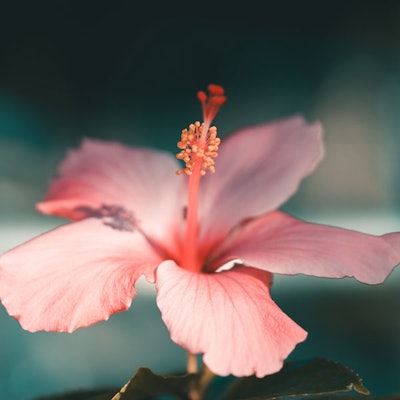 hibisucs-flower-skincare