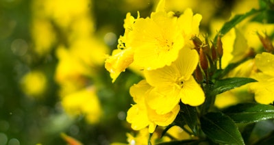 Travelling to Inner Mongolia to visit an unbelievable laboratory that colleagues from China had recommended, I discovered a wild, indigenous Sea Buckthorn growing on the local steppes and harvested several times a year.