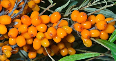 There was a rare bush bearing small red-gold berries surrounded by stones in front of the building that I had not seen before. To my habit, when confronted by something new I picked a leaf. I then rubbed it to smell and even tasted it—very bitter. The hosts looked on beaming and then informed me this was their #1 raw material—Sea Buckthorn. The essay sheet I requested listed nearly every nutrient needed by man to survive including, many anti-inflammatory ingredients. This was for me, a natural addition to my Evening Primrose supplement.