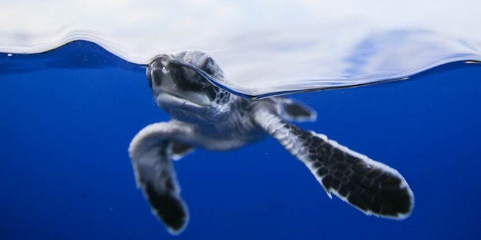 Clients who open an account for professional items on Saltability will receive a certificate of adoption of a sea turtle at the Gumbo Limbo Nature Center.