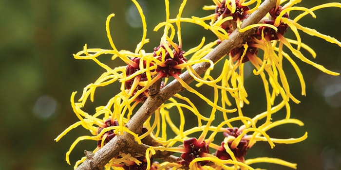 SI1912_jardeco_dreamstime_xxl_87786212_witchHazel_850_np